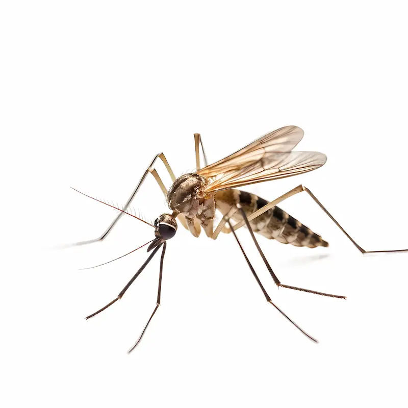 Home Remedies to Treat Malaria Naturally
